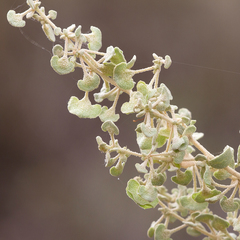 Atriplex stipitata
