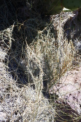 Funastrum heterophyllum