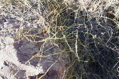 Funastrum heterophyllum