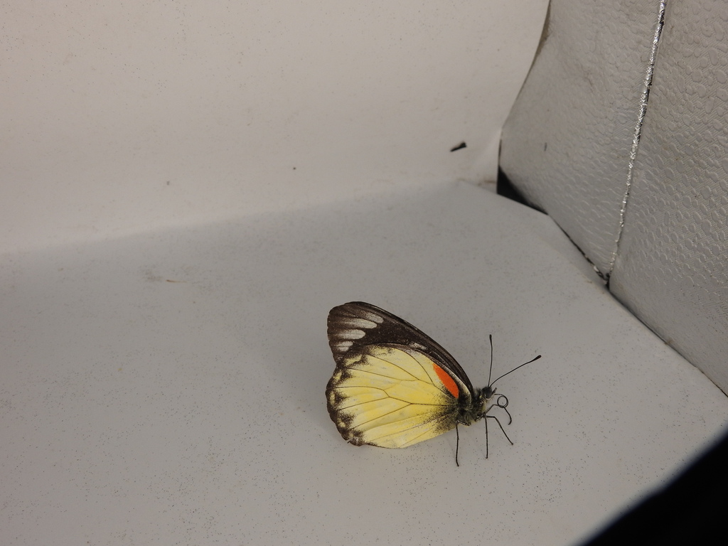 Delias belisama (Delias belisama)