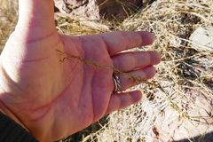 Funastrum heterophyllum