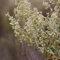 Atriplex stipitata