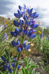 Lupinus saxosus