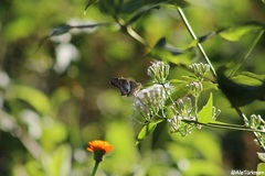 Aguna asander asander