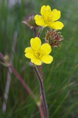 Geum capense