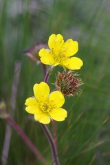 Geum capense