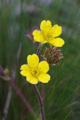 Geum capense