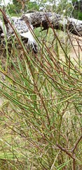 Acacia spinescens