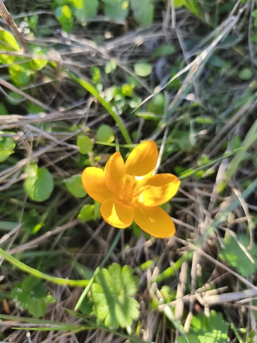 Crocus olivieri, photograph 2