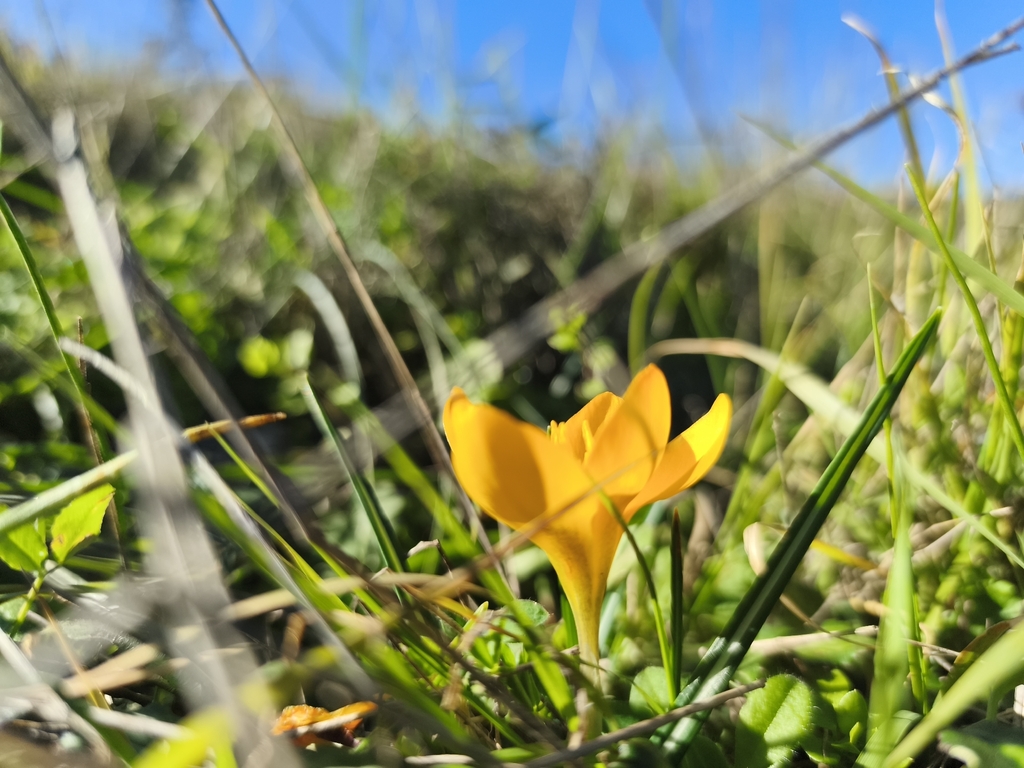Crocus olivieri; photograph (c) Pantazi Katerina, some rights reserved (CC BY)