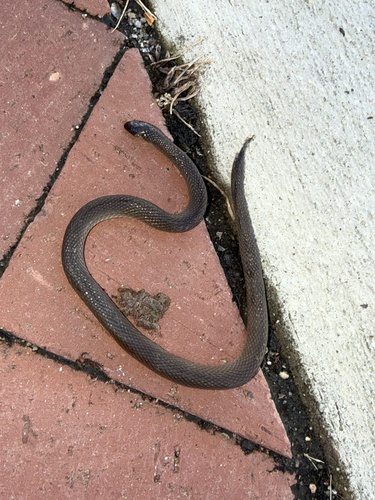 Rough Earthsnake