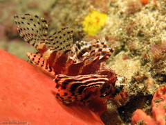 Dendrochirus brachypterus