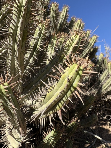 Euphorbia Enopla (Euphorbia heptagona)