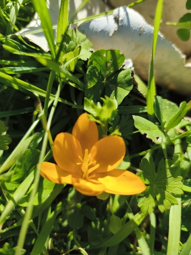 Crocus olivieri, photograph 3