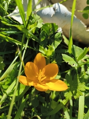 (c) Pantazi Katerina, some rights reserved (CC BY) Crocus olivieri, photograph (c) Pantazi Katerina, some rights reserved (CC BY)