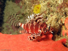 Dendrochirus brachypterus