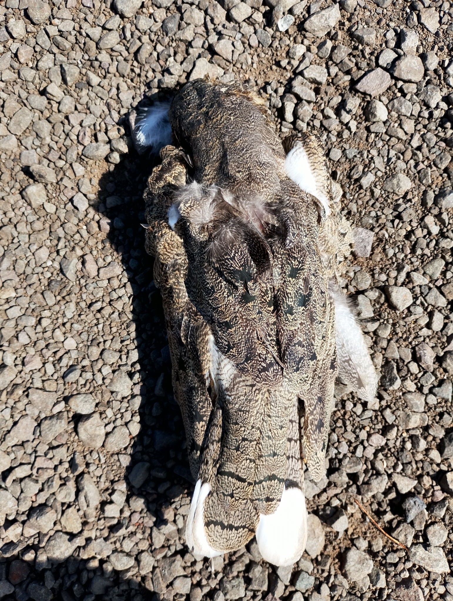 Nacunda Nighthawk (Chordeiles nacunda), photo 1