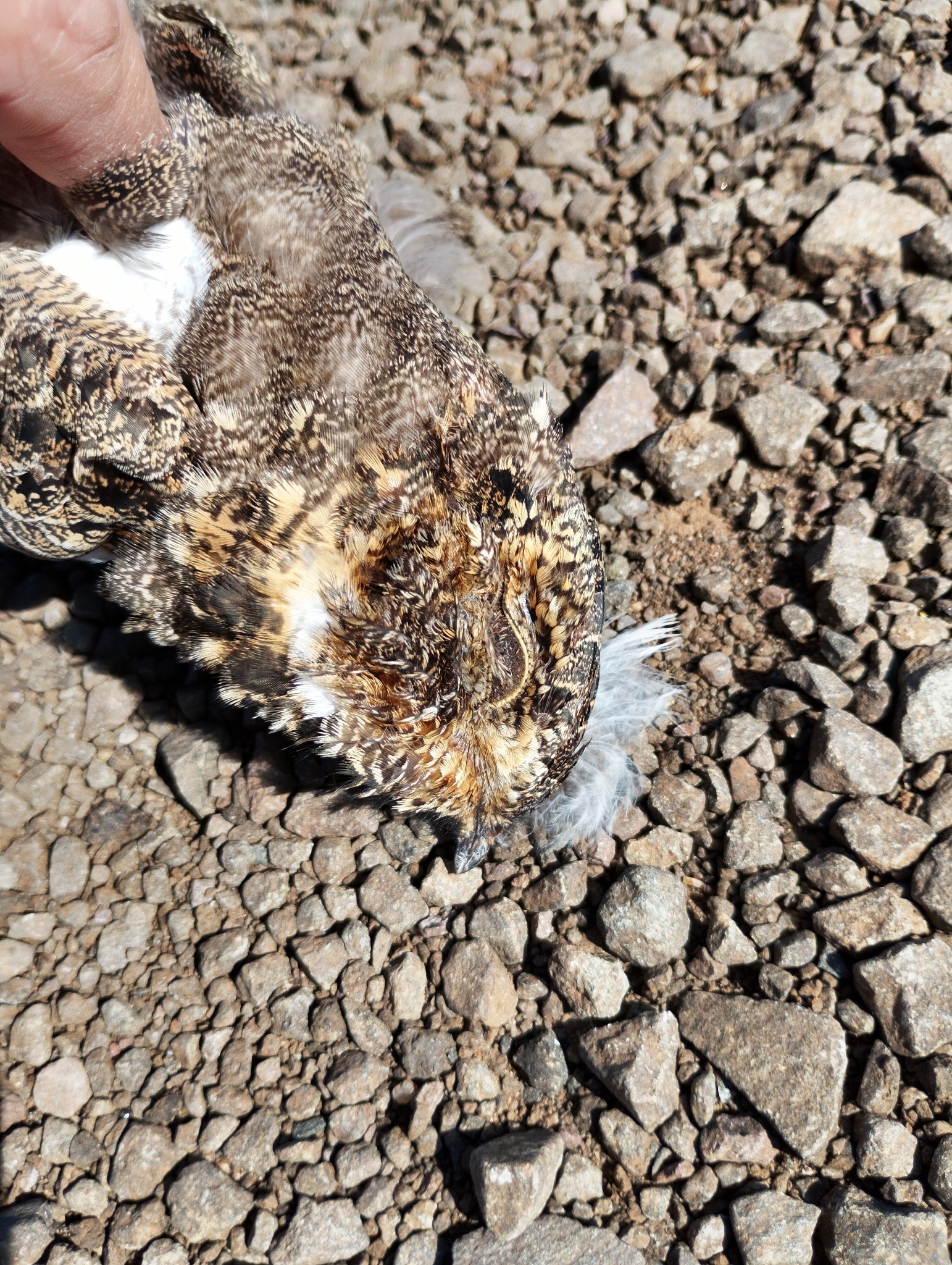 Nacunda Nighthawk (Chordeiles nacunda), photo 3
