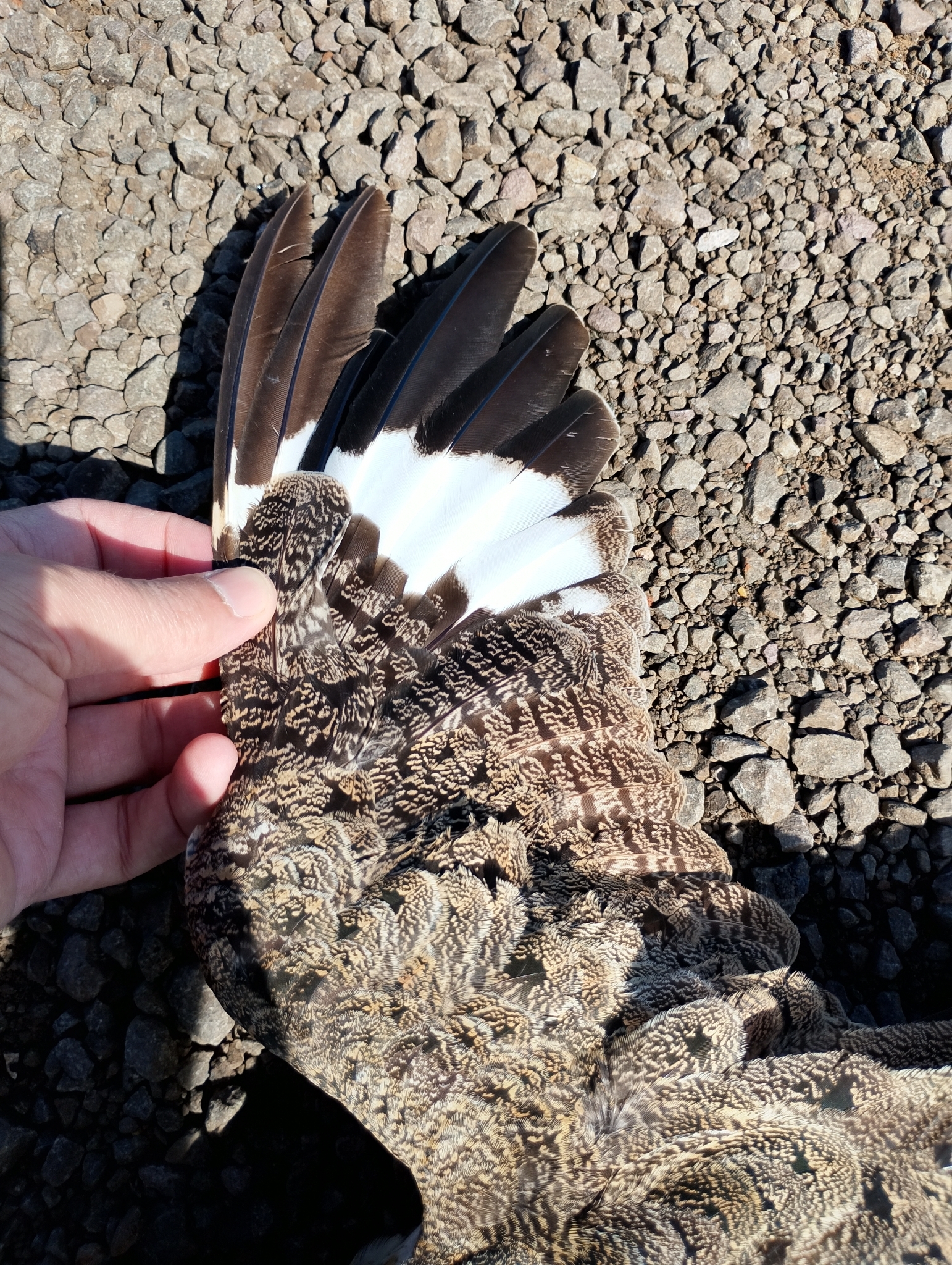 Nacunda Nighthawk (Chordeiles nacunda), photo 4