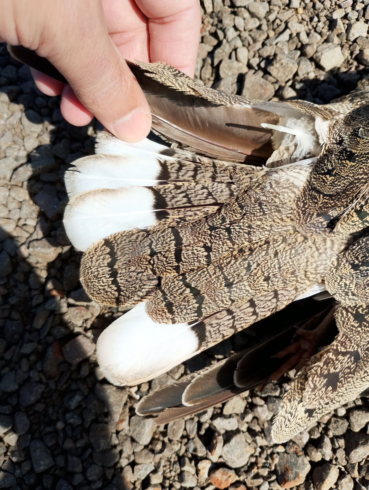 Nacunda Nighthawk (Chordeiles nacunda), photo 7
