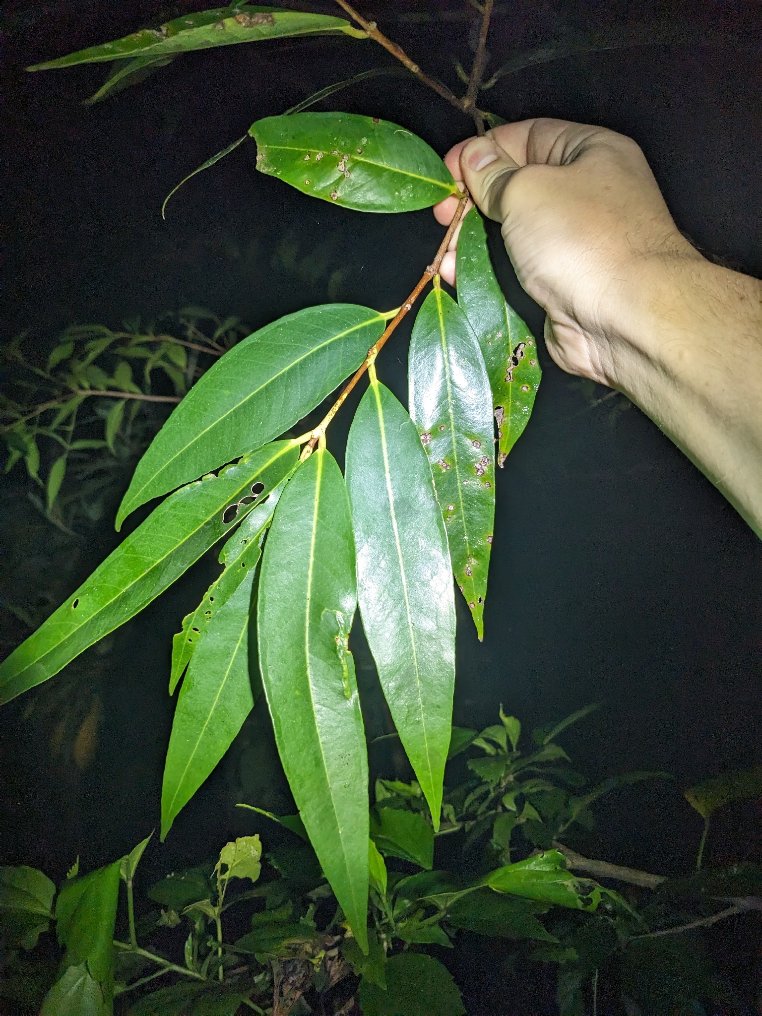 Rose Apple (Syzygium jambos)