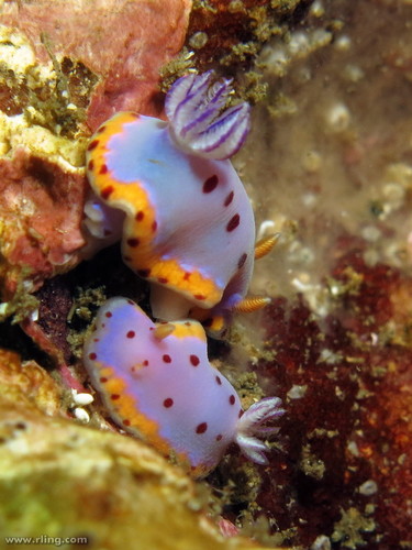 Goniobranchus loringi (Angas, 1864)