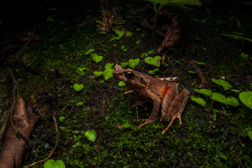 Megophrys longipes, 2026-01-03