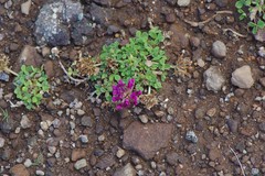Trifolium burchellianum