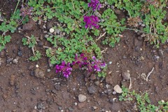 Trifolium burchellianum