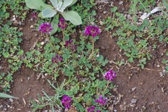 Trifolium burchellianum