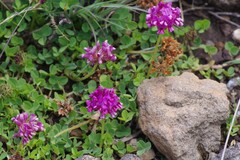 Trifolium burchellianum