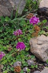 Trifolium burchellianum