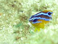 Mecaenichthys immaculatus