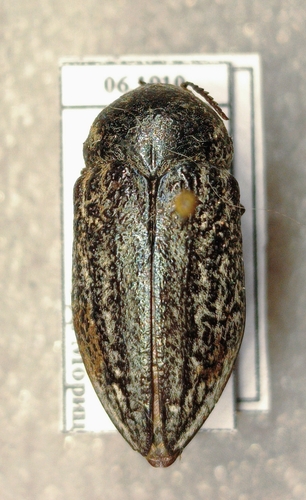 Julodella globithorax