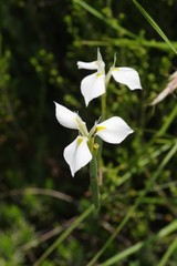 Moraea albicuspa
