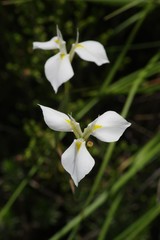 Moraea albicuspa