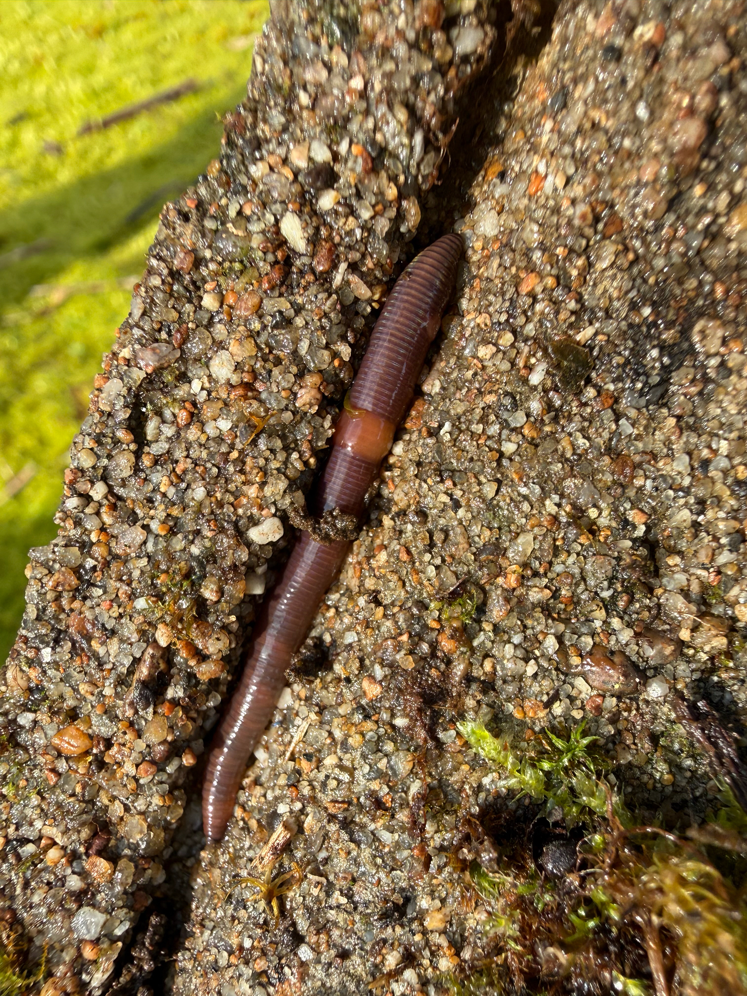 Satchellius mammalis (Savigny, 1826)