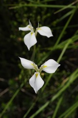 Moraea albicuspa