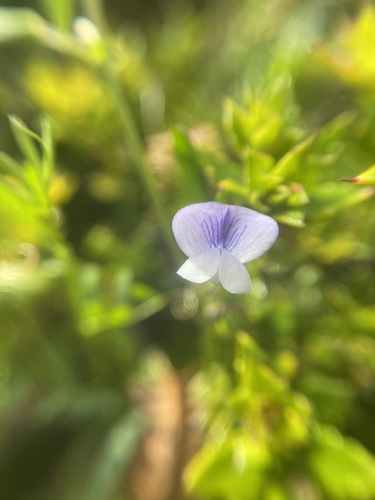 Magellanic vetch (Vicia magellanica)