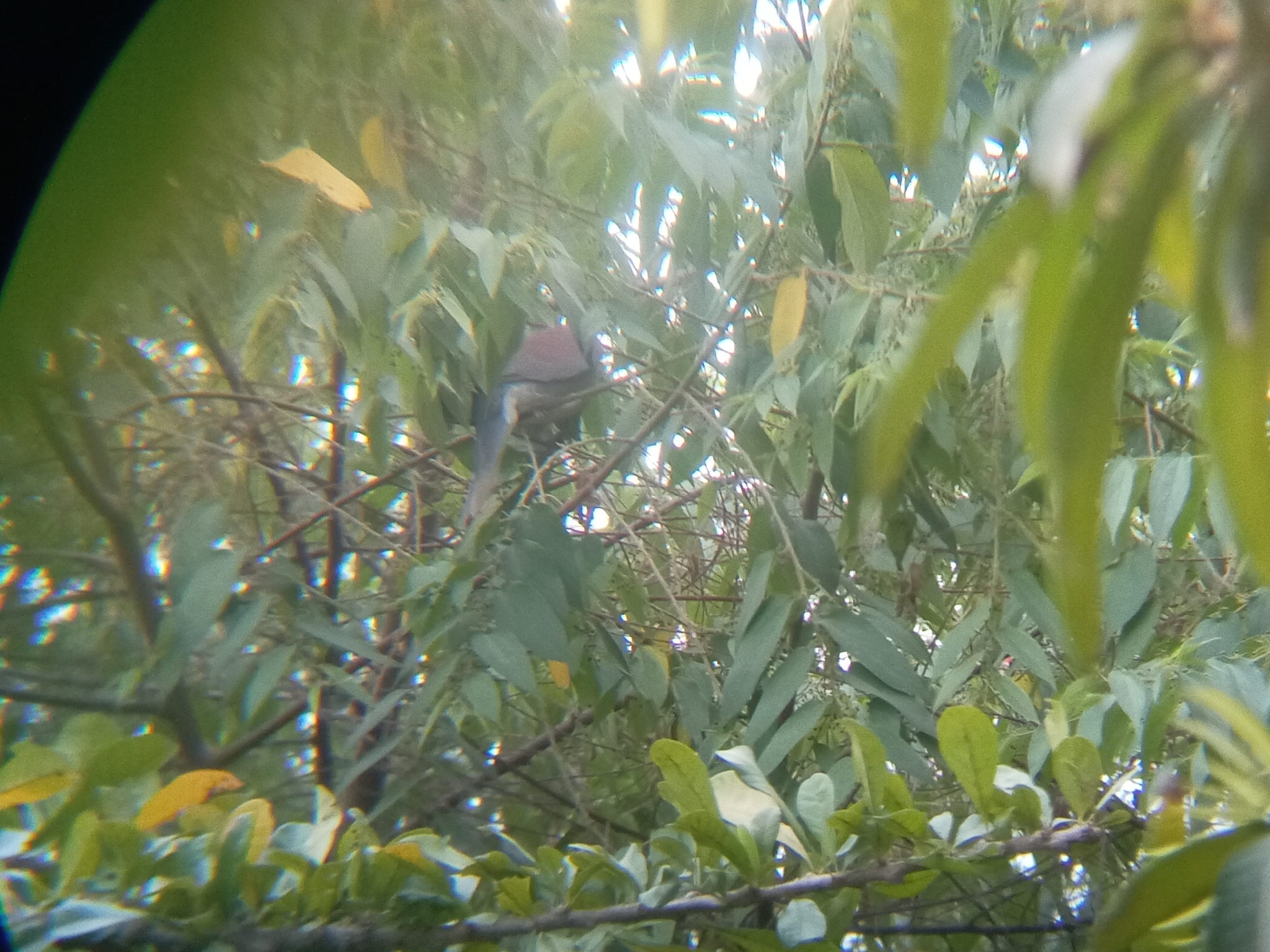 Pale-vented Pigeon (Patagioenas cayennensis), photo 7