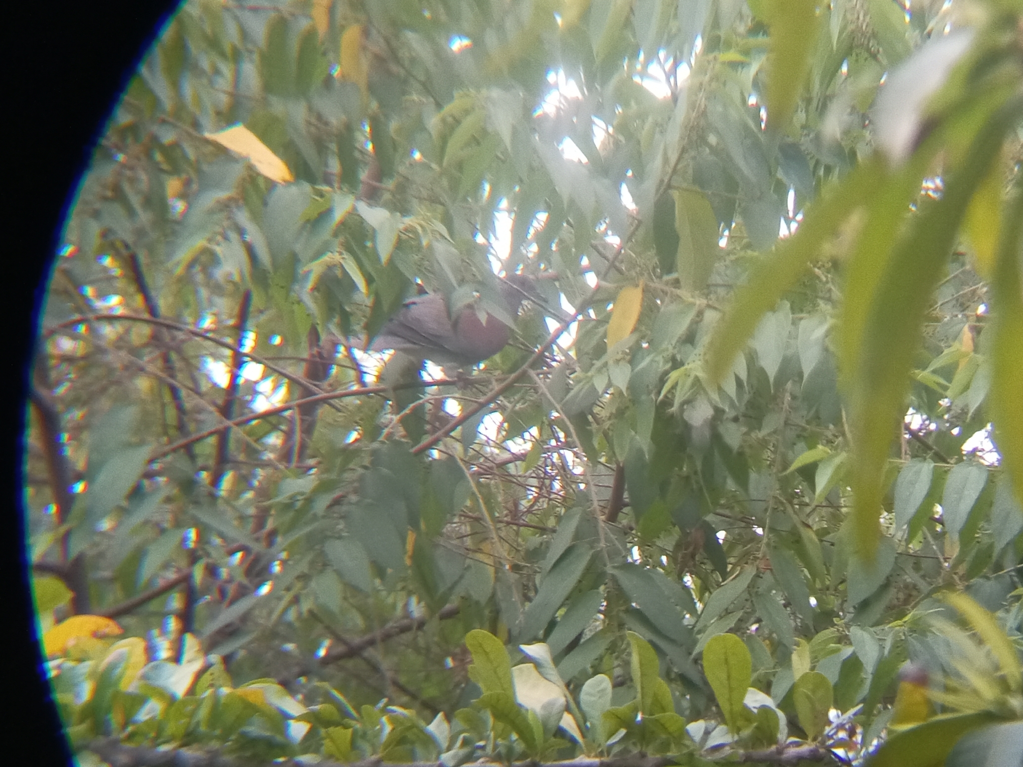 Pale-vented Pigeon (Patagioenas cayennensis), photo 8