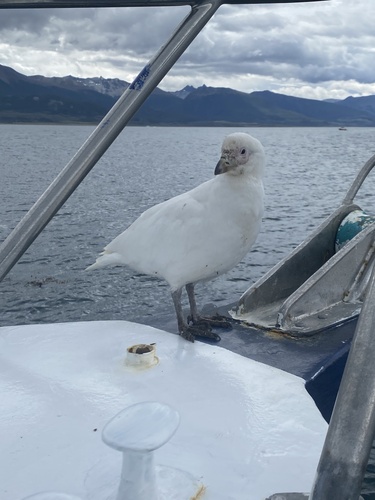 Snowy Sheathbill (Chionis albus), photo 5