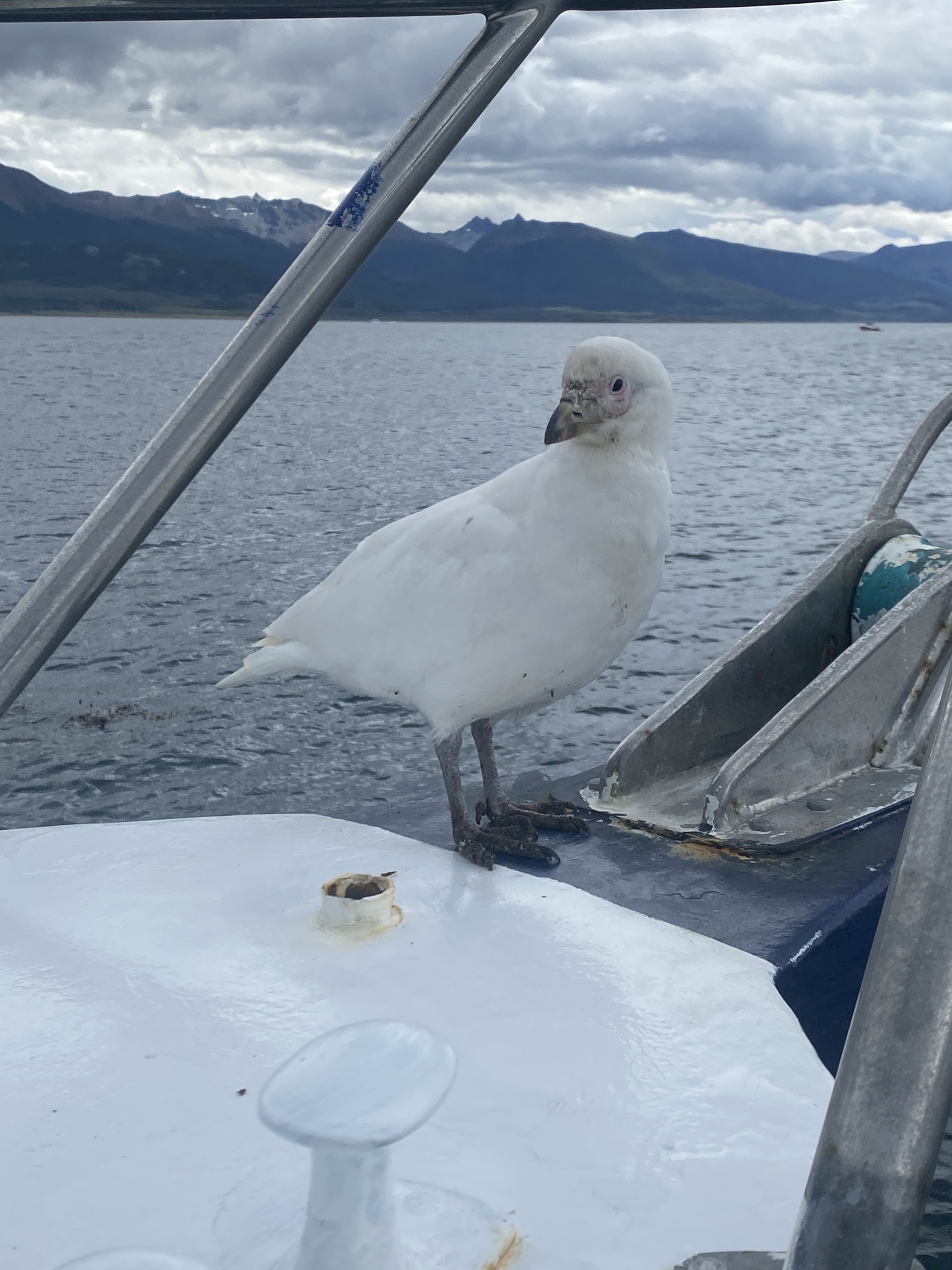 Snowy Sheathbill (Chionis albus), photo 5