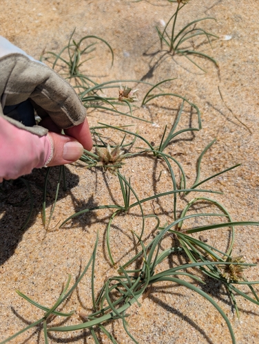 Cyperus arenarius observed 2026-01-10