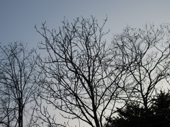 Magnolia obovata