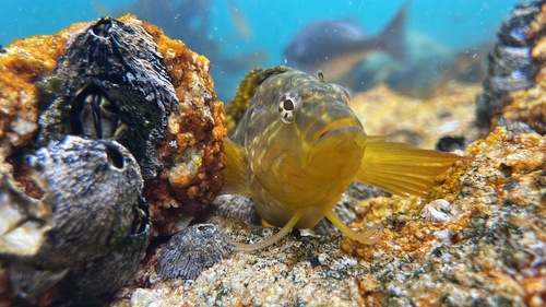 Leafnose Sculpin
