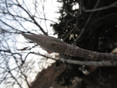 Magnolia obovata