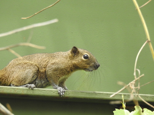Callosciurus notatus