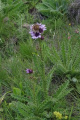 Berkheya purpurea