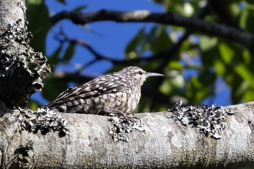 iNaturalist image